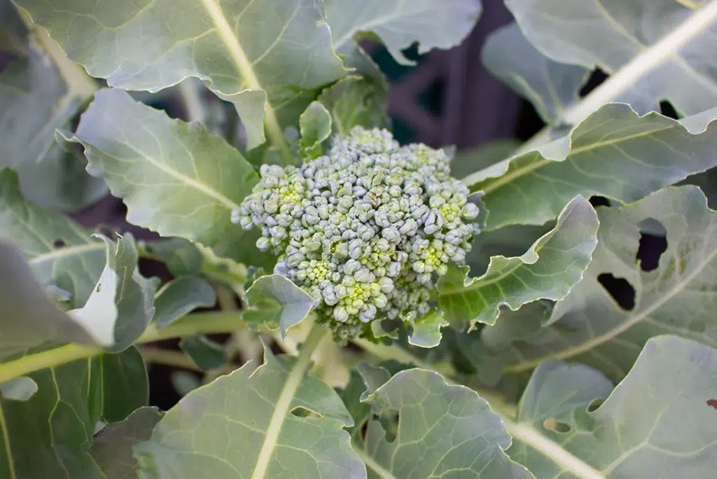 Broccoli kurz vor der Blüte