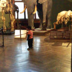 Ein Paradies für Kinder: Das Naturhistorische Museum in Wien.